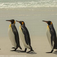 Buy canvas prints of King Penguins Walk Tall by ANN RENFREW