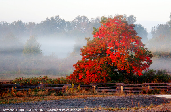 Season of mist and mellow fruitfulness. Picture Board by ANN RENFREW