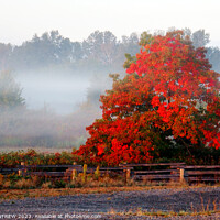 Buy canvas prints of Season of mist and mellow fruitfulness. by ANN RENFREW