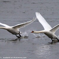 Buy canvas prints of All Clear for Takeoff. by ANN RENFREW