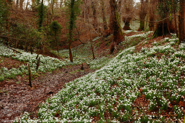 Carpet of Snowdrops in Woodland Picture Board by ANN RENFREW