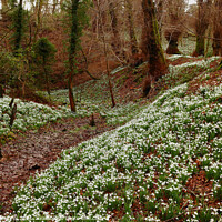 Buy canvas prints of Carpet of Snowdrops in Woodland by ANN RENFREW