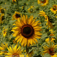 Buy canvas prints of Sunflower field by ANN RENFREW