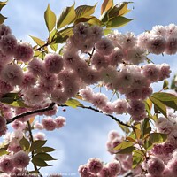 Buy canvas prints of Japanese Cherry Blossom against the blue sky by Pam Wilson
