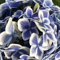 Buy canvas prints of Hydrangea Blue by Pam Wilson