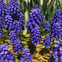 Buy canvas prints of Saffier Grape Hyacinth by Pam Wilson