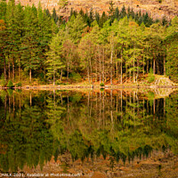 Buy canvas prints of Blea tarn tree reflections in the lake district Cumbria 502  by PHILIP CHALK