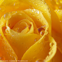 Buy canvas prints of Yellow rose with water droplets 550 by PHILIP CHALK