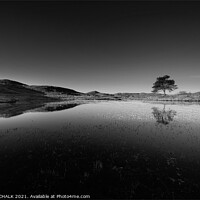 Buy canvas prints of lone tree at Kelly hall tarn in the lake district black and white  570 by PHILIP CHALK