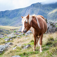 Buy canvas prints of Welsh pony 654 by PHILIP CHALK