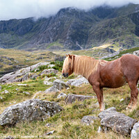 Buy canvas prints of North Wales pony 656 by PHILIP CHALK