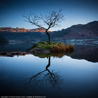 Buy canvas prints of Lone tree on Rydal water 666 by PHILIP CHALK