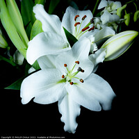 Buy canvas prints of White Lily 676 by PHILIP CHALK