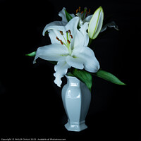 Buy canvas prints of White Lily in a vase 677 by PHILIP CHALK