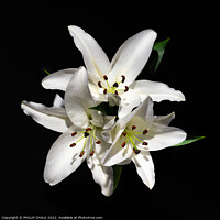 Buy canvas prints of Three white lillies 680 by PHILIP CHALK