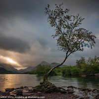 Buy canvas prints of Lone tree after the storm 683 by PHILIP CHALK