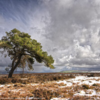 Buy canvas prints of The lone tree on the north Yorkshire moors 693 by PHILIP CHALK
