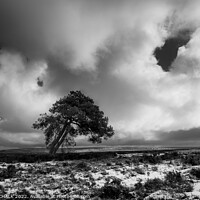 Buy canvas prints of Lone tree on the north Yorkshire moors 698 by PHILIP CHALK