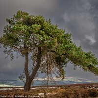 Buy canvas prints of Lone tree on the north Yorkshire moors 711 by PHILIP CHALK