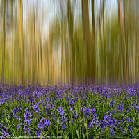 Buy canvas prints of Bluebell forest blur 716 by PHILIP CHALK