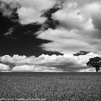 Buy canvas prints of Lone tree in a field 721 by PHILIP CHALK