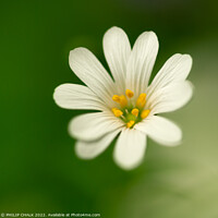 Buy canvas prints of Single white flower greater stitchwort  723 by PHILIP CHALK