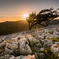 Buy canvas prints of Lone tree in the Yorkshire dales 748 by PHILIP CHALK