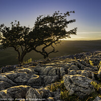 Buy canvas prints of The lone tree on Twisleton scar 749 by PHILIP CHALK