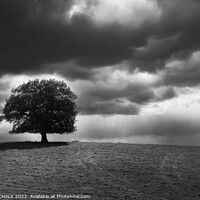 Buy canvas prints of Lone tree after the storm 801   by PHILIP CHALK