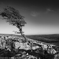 Buy canvas prints of Lone tree black and white 807 by PHILIP CHALK