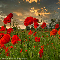 Buy canvas prints of Poppies and a sunset 812  by PHILIP CHALK