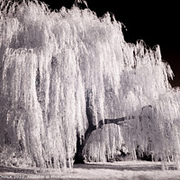 Buy canvas prints of Weeping willow in infrared 820  by PHILIP CHALK