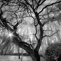 Buy canvas prints of Magical weeping willow 844 by PHILIP CHALK