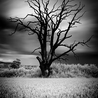 Buy canvas prints of The lone lightening tree in black and white 845 by PHILIP CHALK