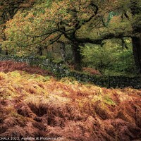 Buy canvas prints of Tarn Howes Autumn  woodland 846 by PHILIP CHALK