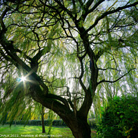Buy canvas prints of Magical willow tree 850 by PHILIP CHALK