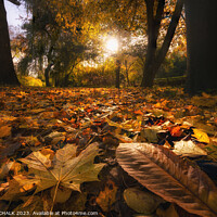 Buy canvas prints of Autumn woodland 983 by PHILIP CHALK