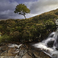 Buy canvas prints of The lone tree of Rannoch moor 1038 by PHILIP CHALK