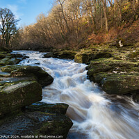 Buy canvas prints of Bolton abbey estate and the river Wharfe strid 1042 by PHILIP CHALK