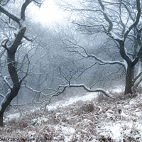 Buy canvas prints of Snowy woodland scene 1045 by PHILIP CHALK