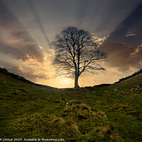 Buy canvas prints of Sycamore gap 1056 by PHILIP CHALK
