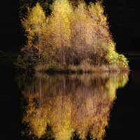 Buy canvas prints of Golden birch tree reflection 1060 by PHILIP CHALK