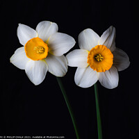 Buy canvas prints of Double Daffodil 23 by PHILIP CHALK