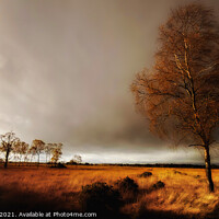 Buy canvas prints of Lone tree on Strensall common York 25  by PHILIP CHALK