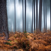 Buy canvas prints of Woodland abstract in Wheldrake woods near York. 29 by PHILIP CHALK