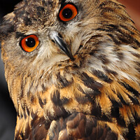 Buy canvas prints of Eagle owl stare 31 "you looking at me !" by PHILIP CHALK