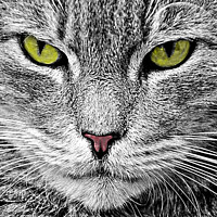 Buy canvas prints of Cat stare 38 by PHILIP CHALK