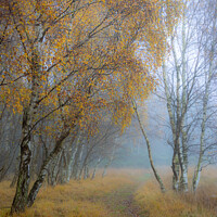 Buy canvas prints of Autumnal silver birch  golden tree 42 by PHILIP CHALK