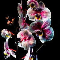 Buy canvas prints of Pink and white Orchid with black background 46 by PHILIP CHALK