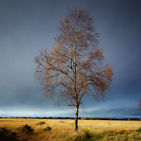 Buy canvas prints of Lone silver birch tree in a storm 51 by PHILIP CHALK